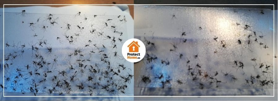 resultados mosquitos atrapados bg gat