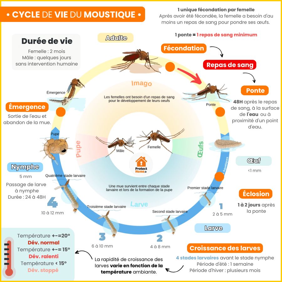 cycle de vie moustique culex pipiens