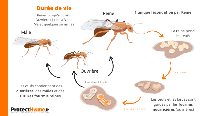 cycle de vie de la fourmis