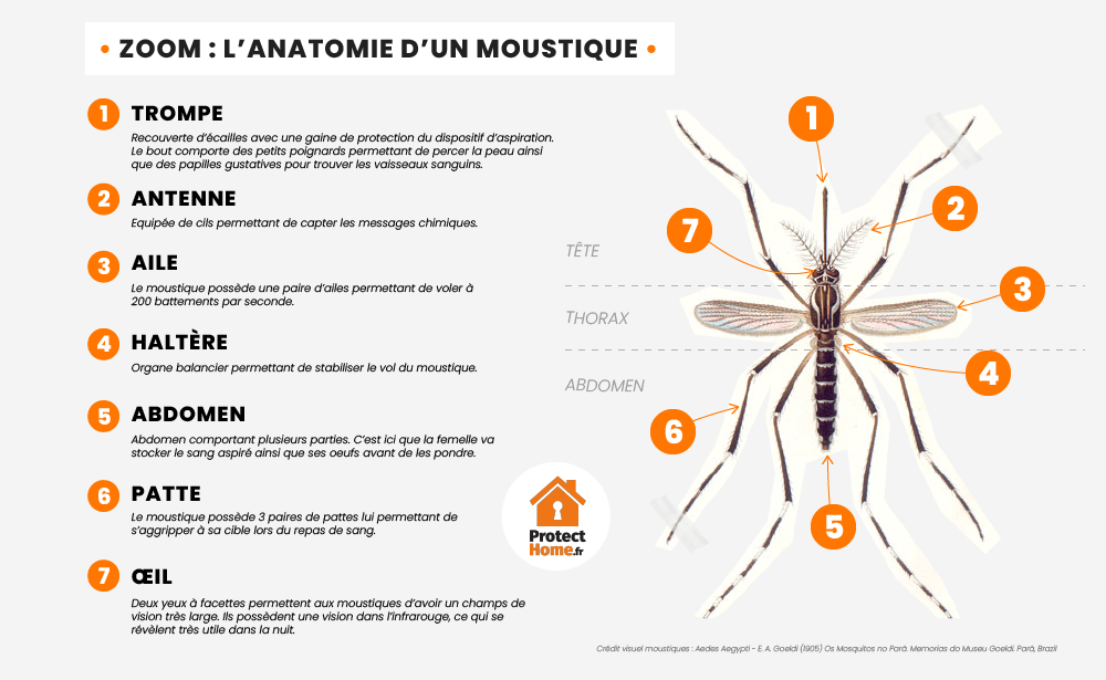 morphologie du moustique