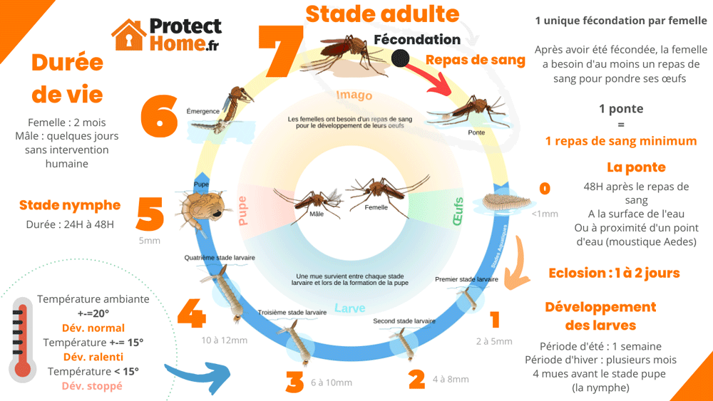 cycle de vie du moustique