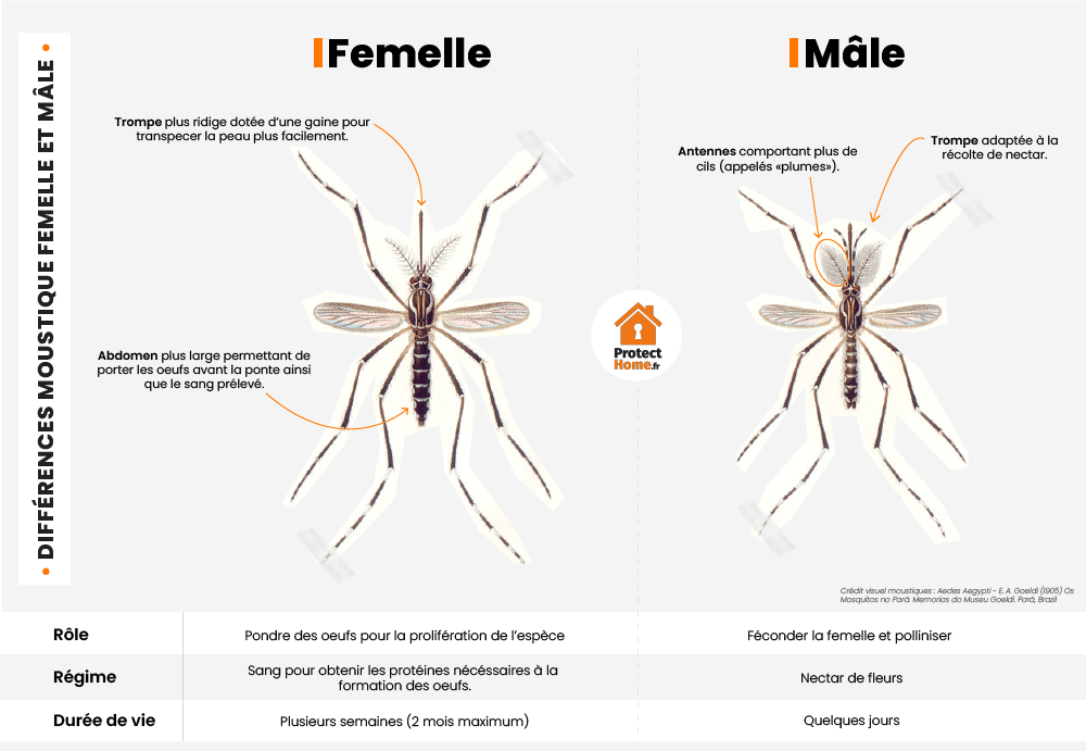 Moustique femelle et mâle différences