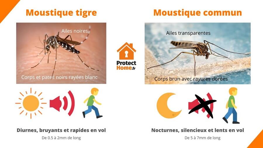 difference moustique tigre commun