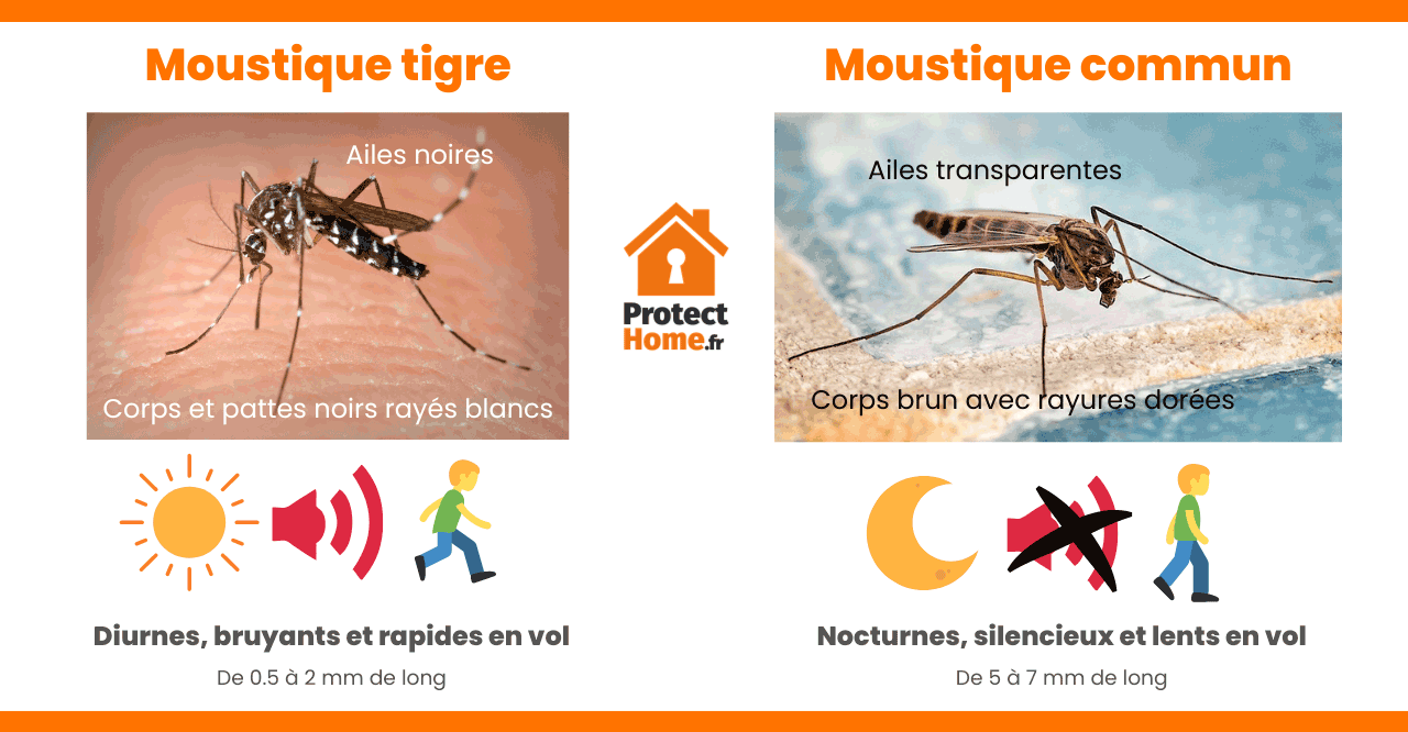 difference moustique tigre moustique commun