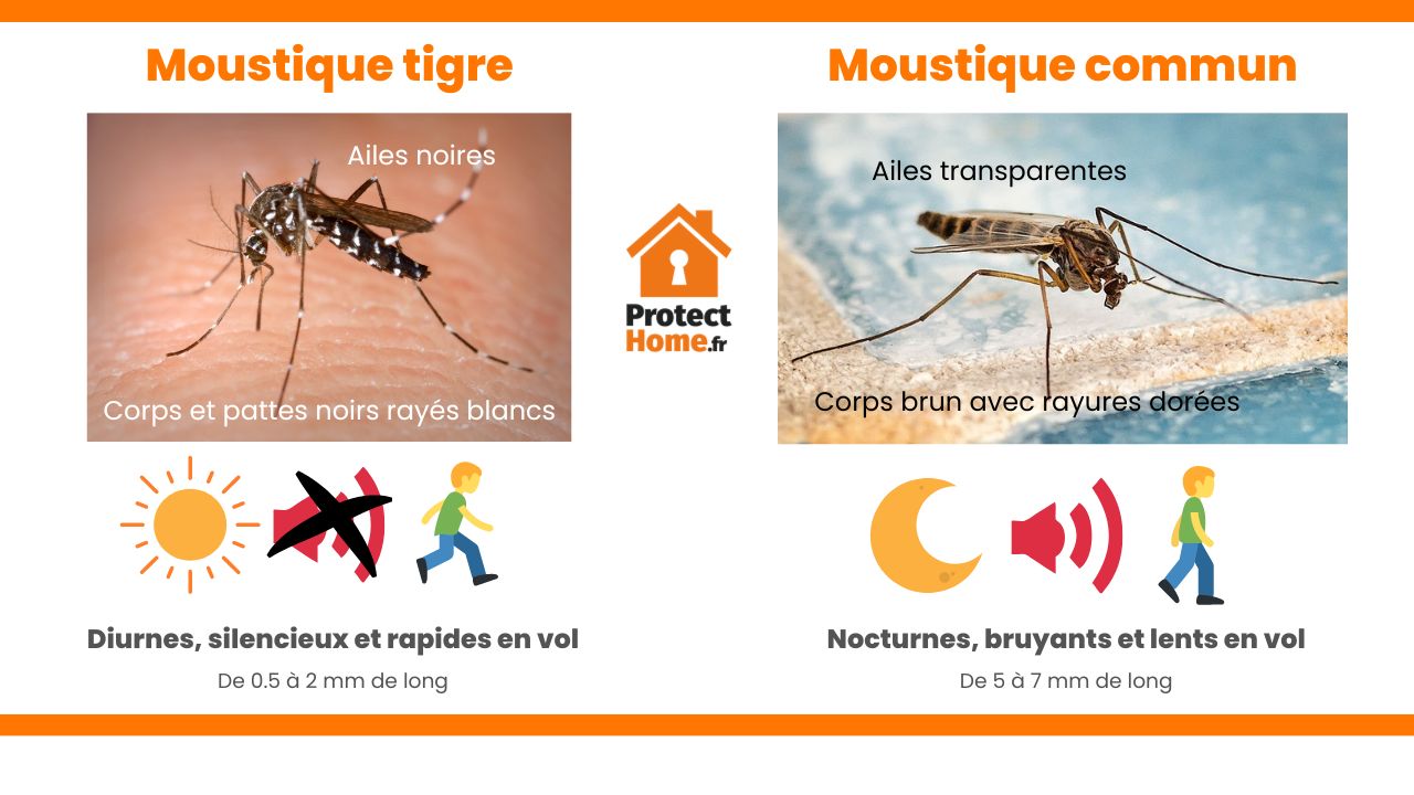 difference moustique tigre moustique commun