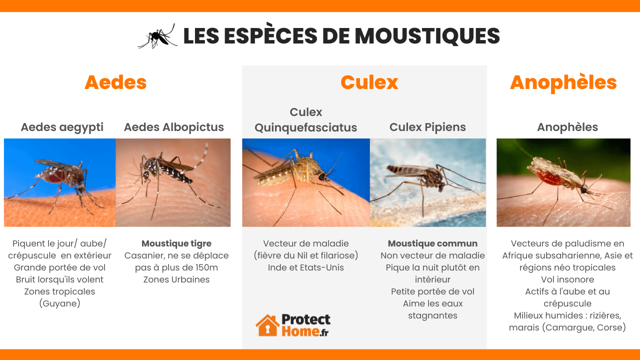 différents types de moustiques