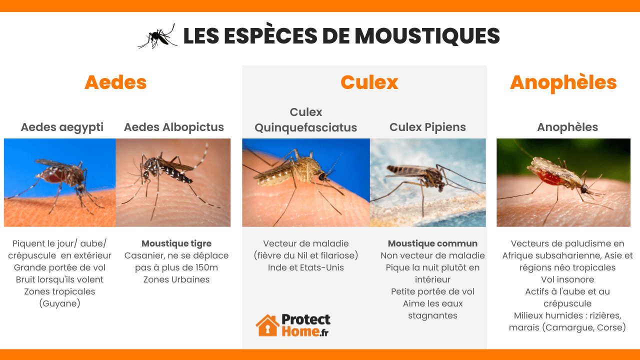 Information Moustique Tigre Guide Piq re Moustique Tigre Photo