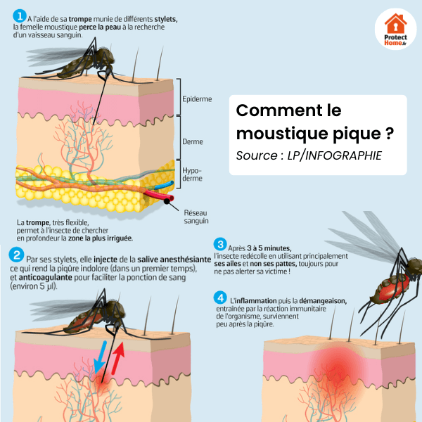 Piqure de moustique pourquoi ça gratte ?