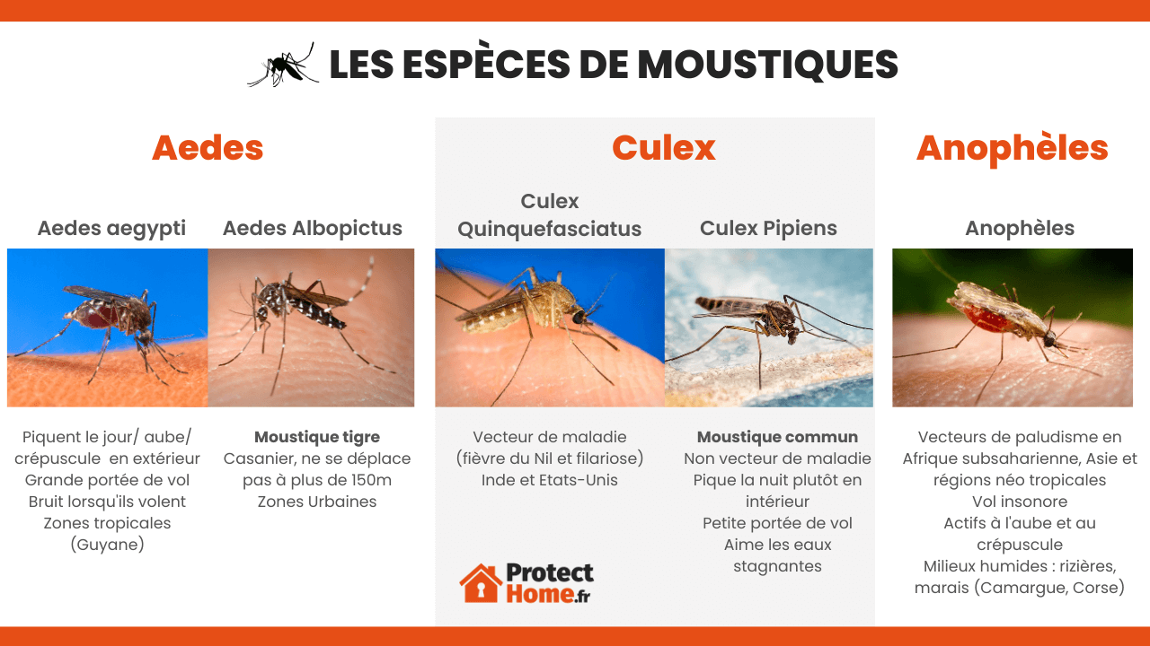 les differentes especes de moustiques