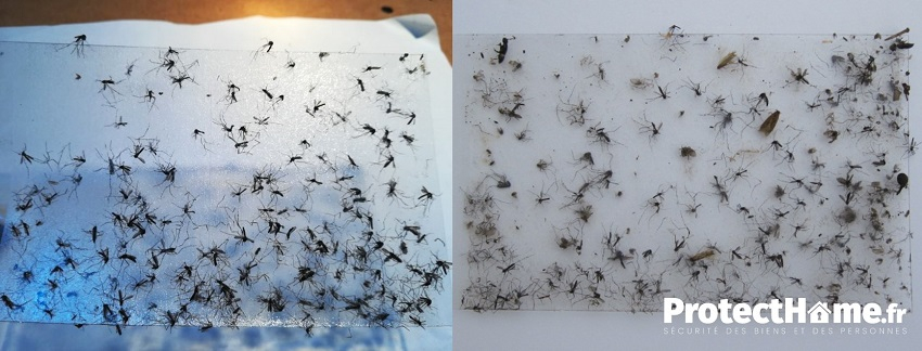 piege moustique biogents bg gat test avis